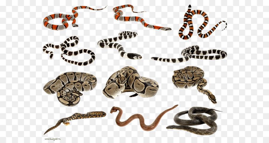Serpente Clip art - Serpenti clipart immagini PNG