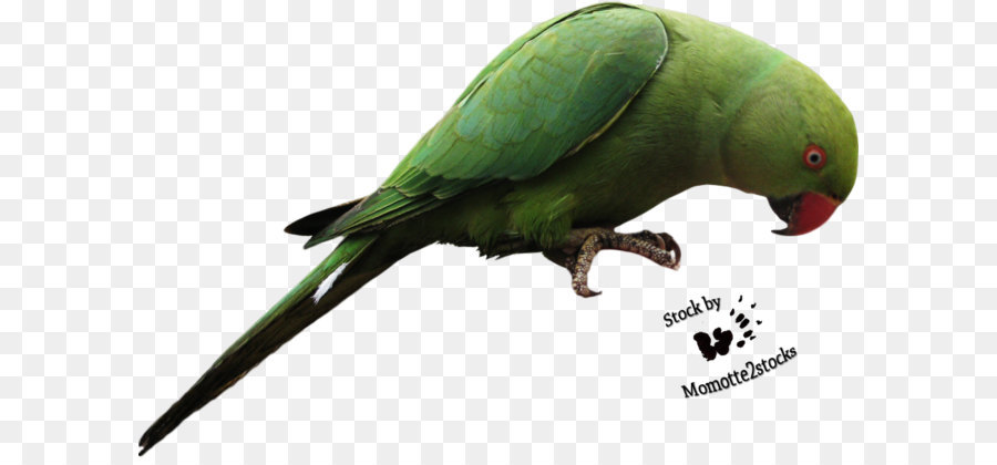 Papageien Neuguinea Wellensittich - Papagei transparent