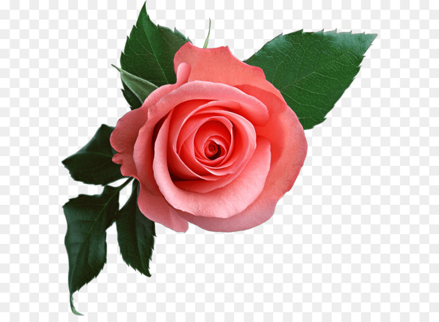 Rose Clip Art - Rosa Rose Png Bild Bild Download