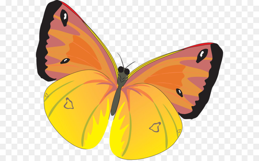 Schmetterling clip art - Butterfly PNG Bild