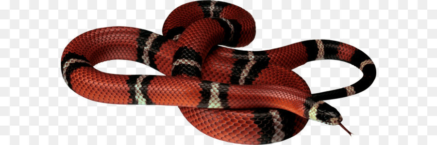 Red-bellied nero serpente Rettile King cobra - Snake Immagine Png Download Immagini