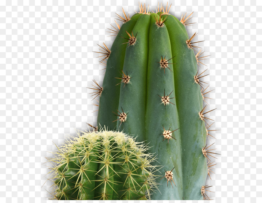 Resident Evil 7: Non È Un Eroe Cactaceae - Cactus immagine PNG