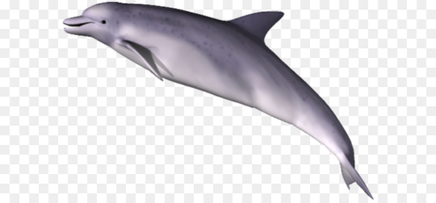 Dolphin Clip art - Delphin Png Clipart
