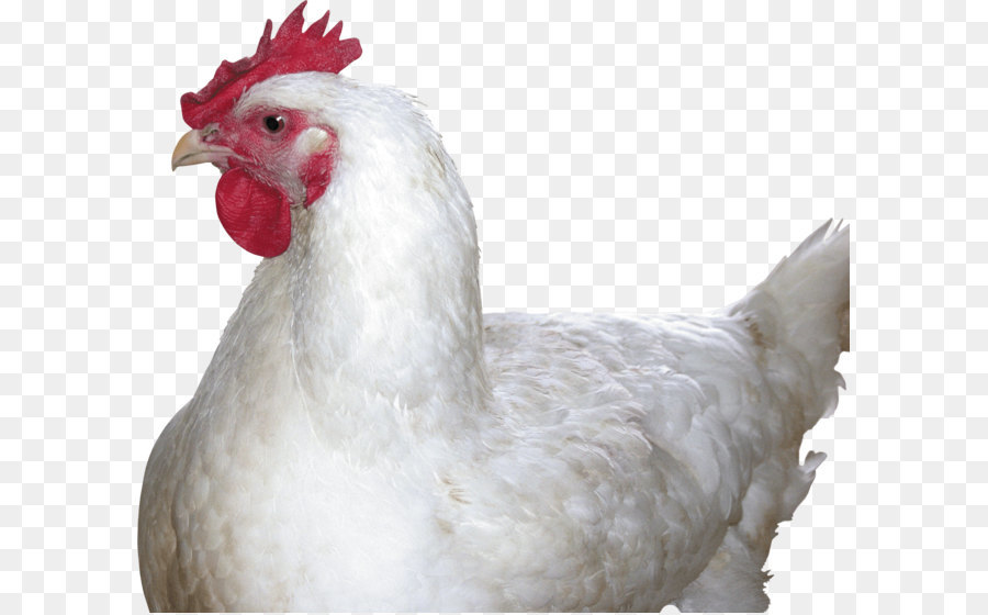 Fritto di pollo, carne di Pollo Cibo - Pollo immagine PNG