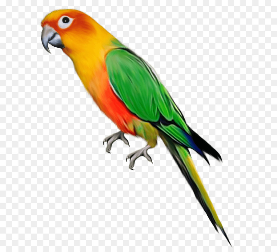 Sun Drawing Png Download 828 1029 Free Transparent Parrot Png Download Cleanpng Kisspng,What Is A Pergola With A Roof Called