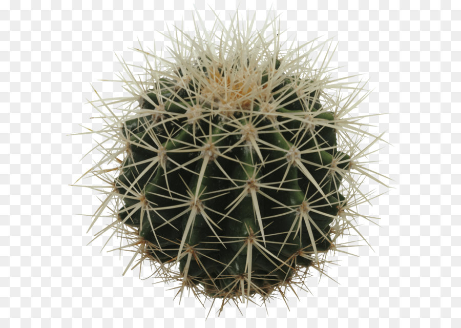 Cactaceae östliche Kaktusfeige - Cactus PNG Bild