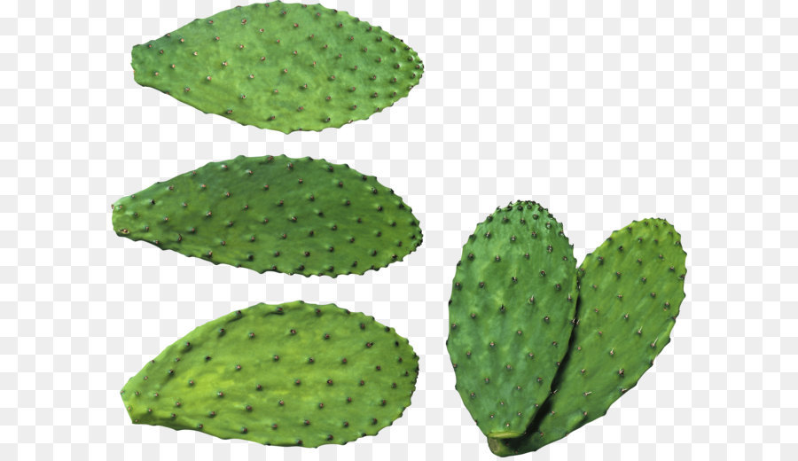 Cactaceae Clip art - Cactus PNG Bild