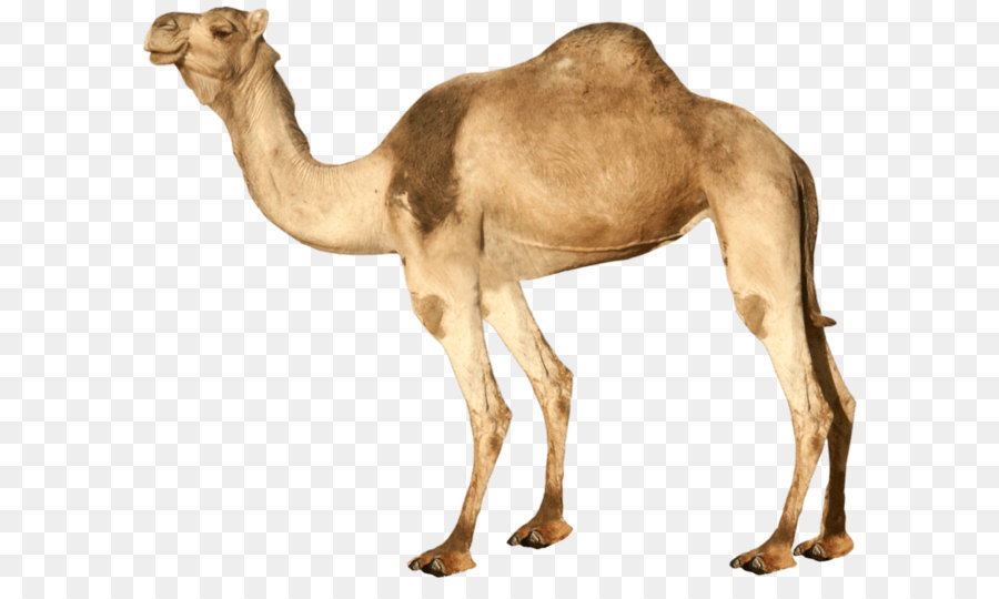 Dromedar baktrischen Kamel Clip art - Camel PNG Bild