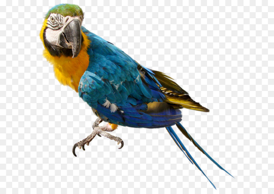 Pappagalli della Nuova Guinea Clip art - Parrot Download Gratuito Png