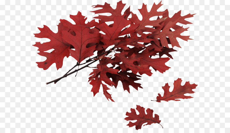 Northern Red Oak Swamp Spanische Eiche, Rot Ahorn Quercus muehlenbergii Blatt - Herbst PNG Blatt