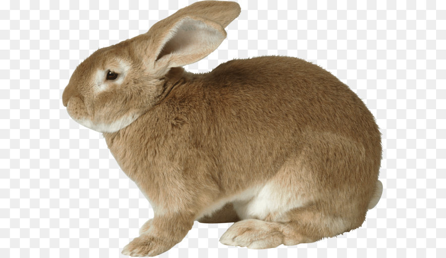 Osterhase europäischen Kaninchen - Kaninchen PNG Bild