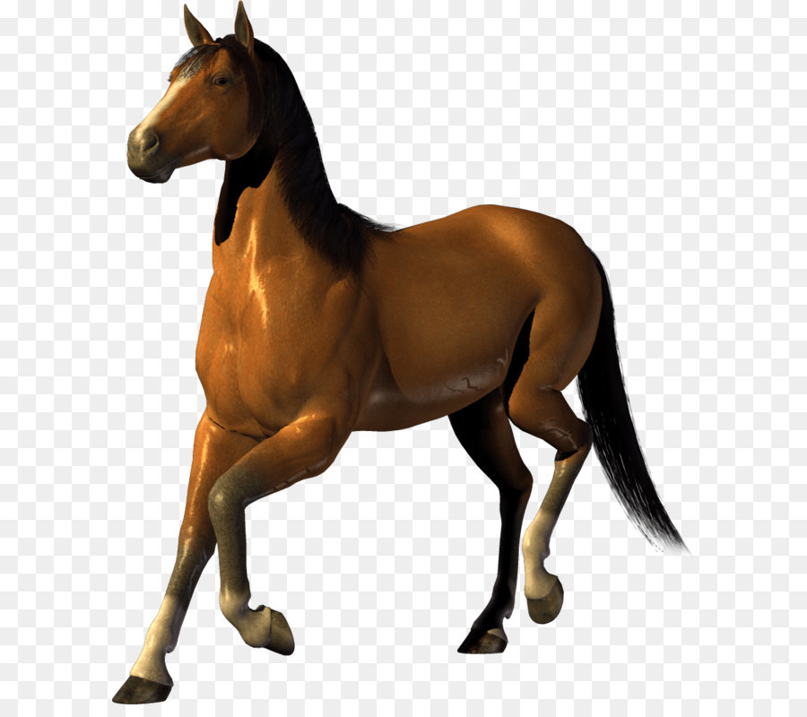 Horse Clip Art - Pferd Png Bild Herunterladen Bild Transparent Hintergrund