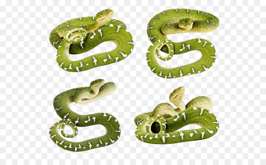 Glatte grüne Schlange clipart - Grüne Schlangen Png Bild