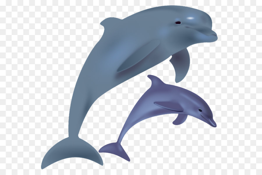 Großer Tümmler Tucuxi Wholphin Weißschnabeliger Delfin - Dolphin Freie Png Bild