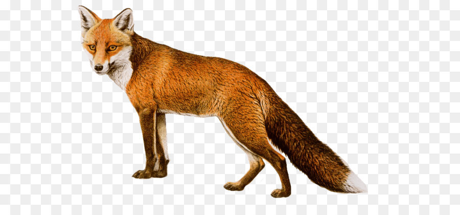 Rotfuchs - Fox Png Bild Herunterladen