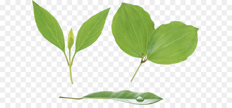 Stem and leaf display Pflanze Stiel Xylem - grünes Blatt PNG