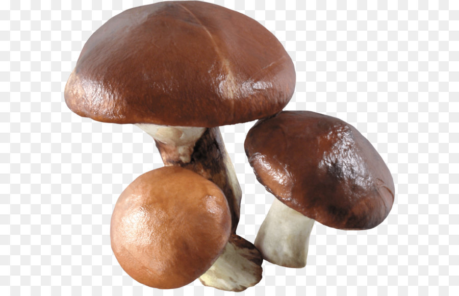 Essbare Pilze Common mushroom Wallpaper - Pilz png Bild