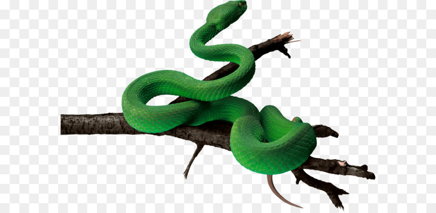 Red-bellied serpente nero La Nuova Enciclopedia di Serpenti serpente Velenoso - Serpente verde immagine PNG