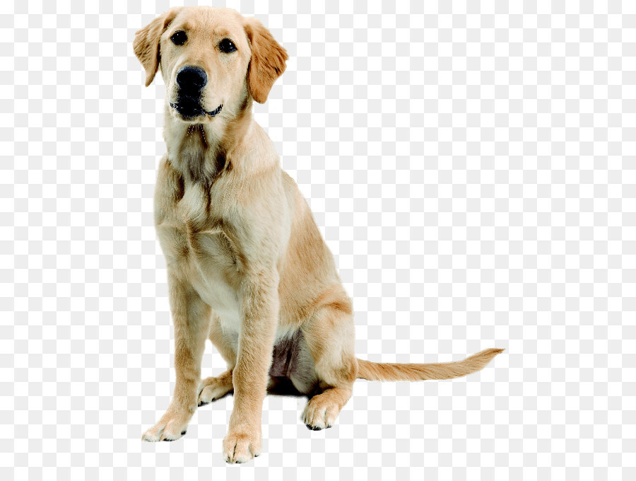 Labrador Retriever Golden Retriever Siberian Husky, Boxer, Pastore Tedesco - Cane Immagine Png Download Immagini Di Cani