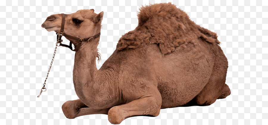 Dromedar baktrischen Kamel - Camel PNG Bild