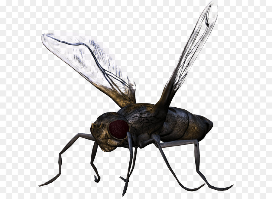 Insekt - bug PNG Bild