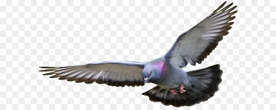 Columbidae Clip art - Pigeon Bild