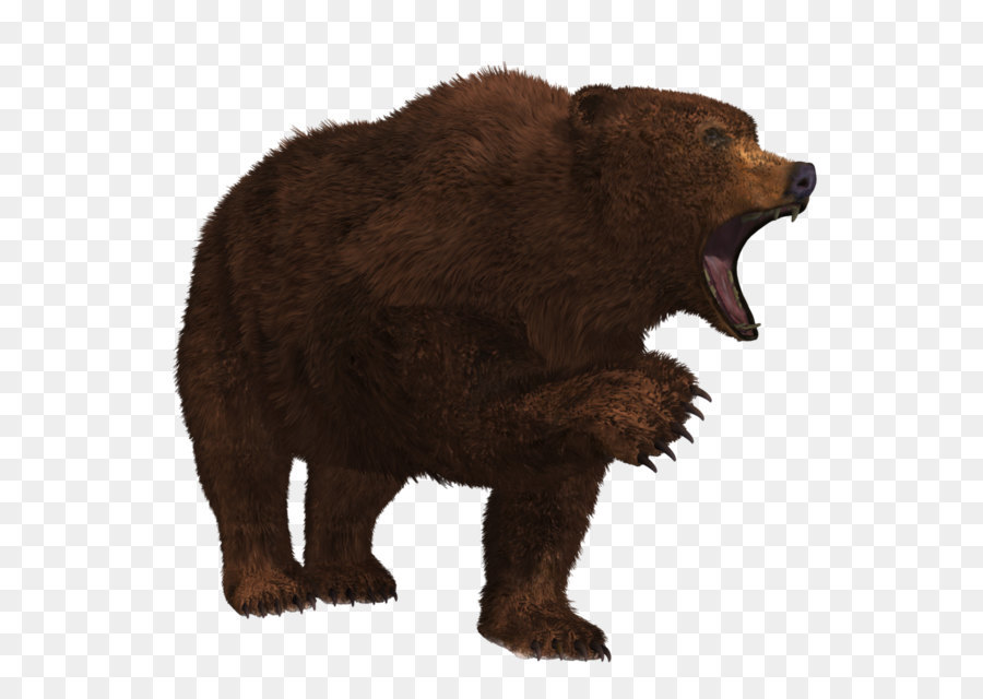 Con gấu xám - Gấu Png 7