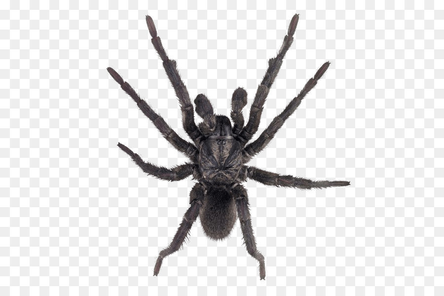 L'Uomo Ragno Tarantola Insetto - Spider Immagine PNG