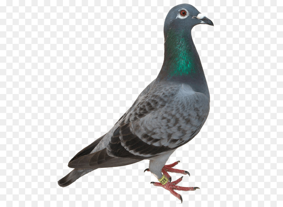 Dove Bird Png Download 1024 1024 Free Transparent Columbidae Png Download Cleanpng Kisspng