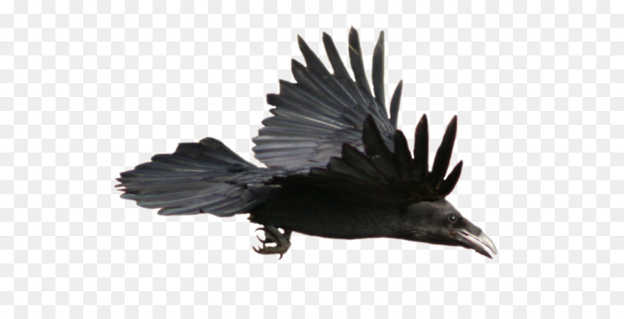 Common raven Flight Aquarell Clip art - Rabe Png Hd