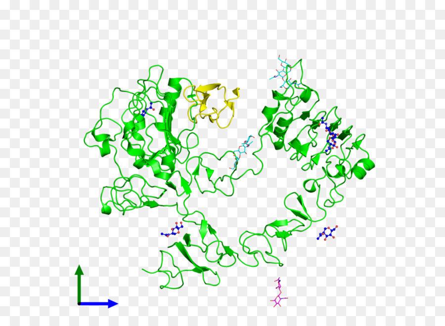 Der epidermale Wachstumsfaktor rezeptor ErbB Molekül - Moleküle Png Hd