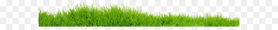 Vetiver Wheatgrass Verde Commodity staminali Vegetali - Erba Di Immagine Png Erba Verde Immagine In Png