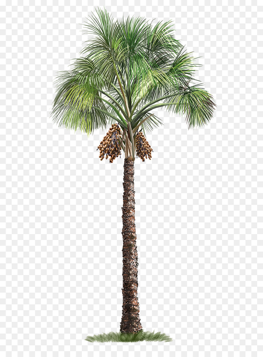 Palm Oil Tree img