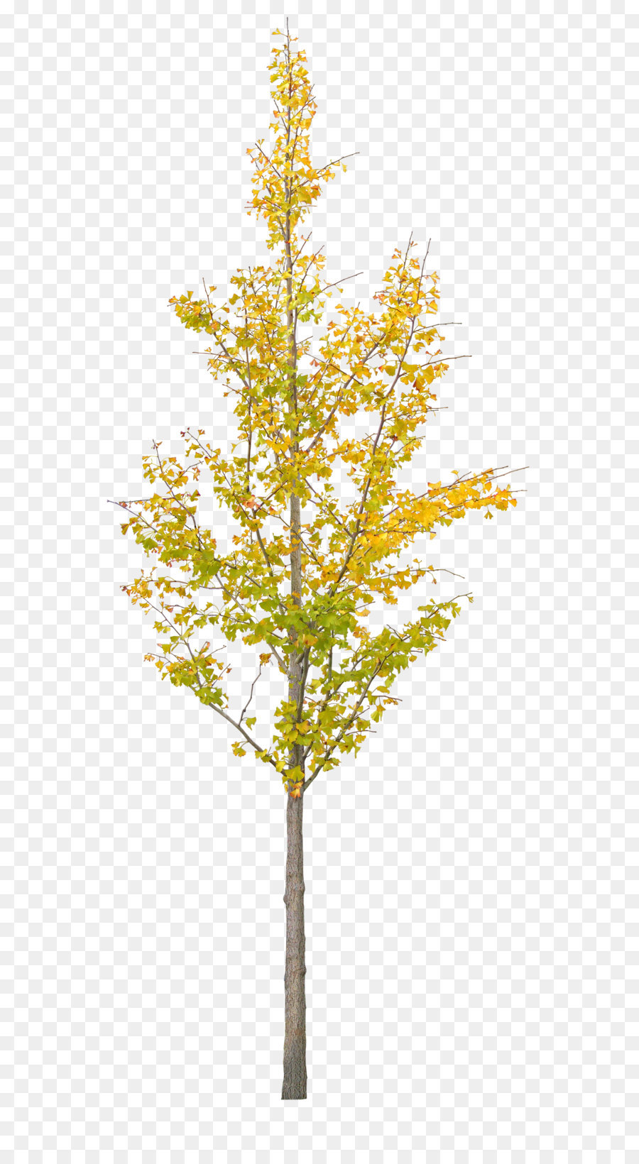 Ginkgo biloba Baum - ein ginkgo Baum