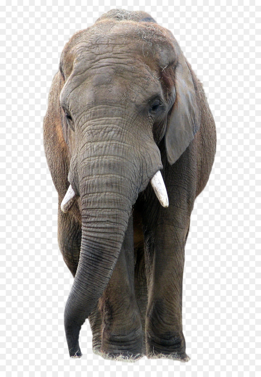 Elefanten PaintShop Pro Symbol - Tier