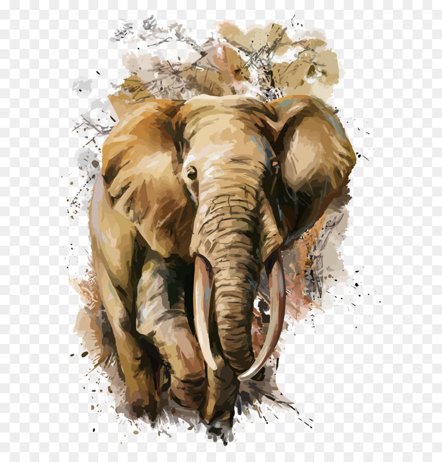 Phi voi T-shirt Màu nước sơn - Véc tơ voi