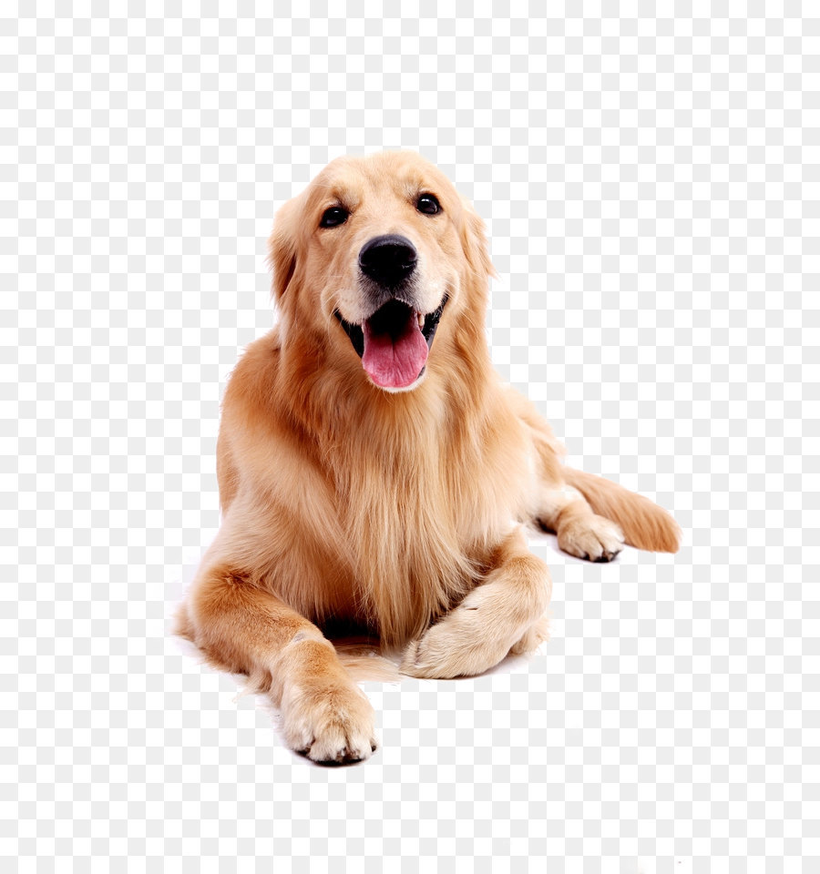 Golden Retriever Labrador Retriever Welpe - Haustier Hund Golden Retriever