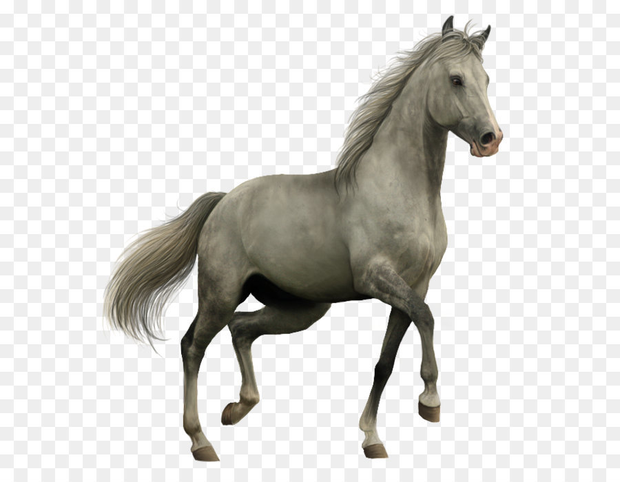 Pferd Symbol - Pferd