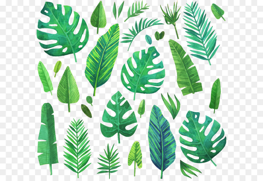La pittura ad acquerello Foglia - Acquerello verde conifere piante
