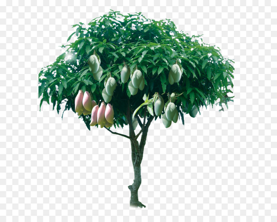 Baum Mango - Fruchtbare mango tree
