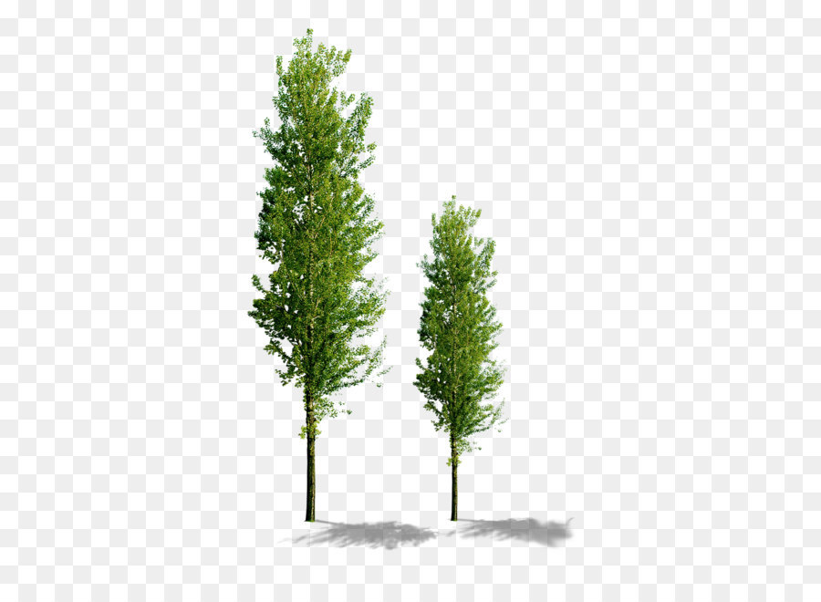 Baum Computer Datei - Bäume