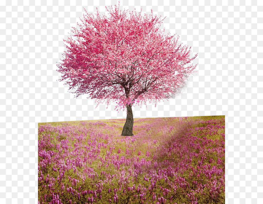 Blume, Baum Computer Datei - Pfirsichbaum