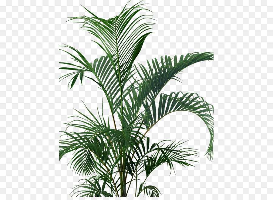 Cây Lọ Hoa Cây Cảnh Arecaceae - Bình
