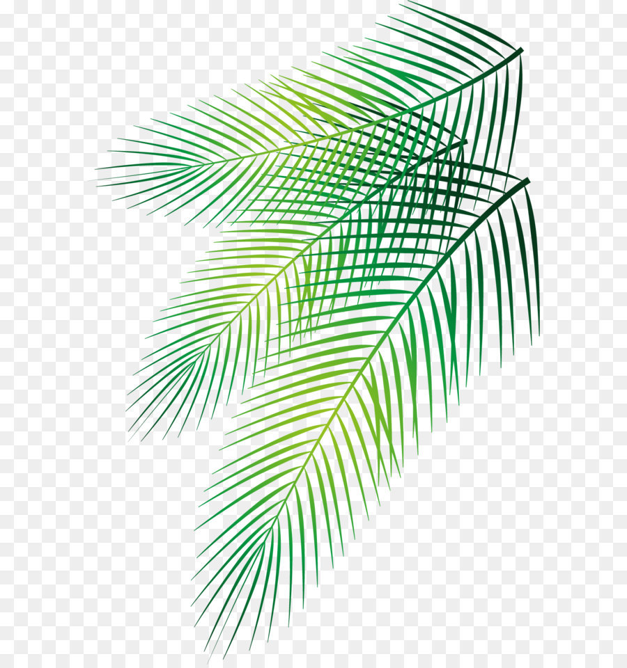 Foglia Arecaceae Data di palm - Vettore di dipinti a mano in foglia di palma