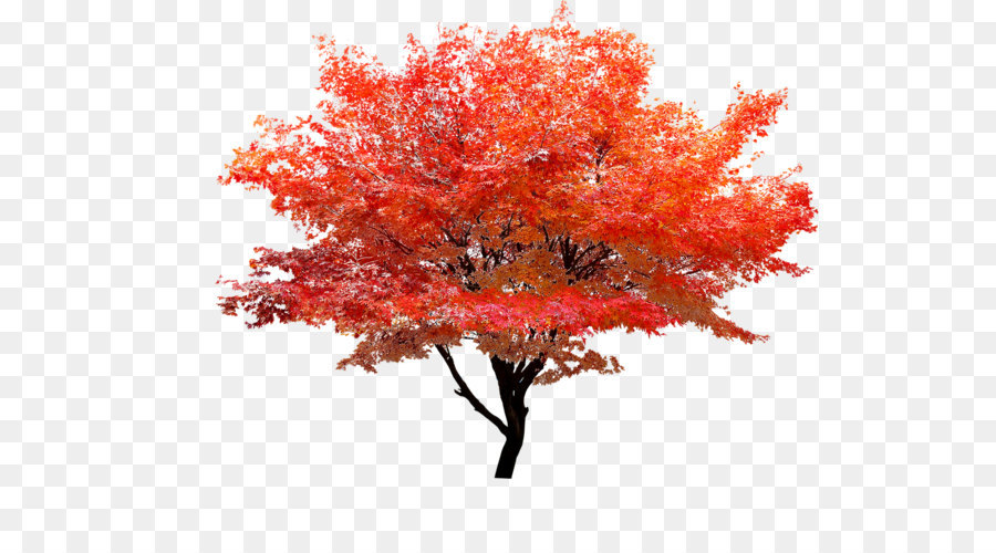 Acero rosso foglia d'Autunno Albero a colori - Acero rosso