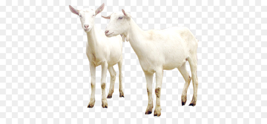 Pecora–capra ibrido di Pecora–capra ibrido Bestiame - Capra