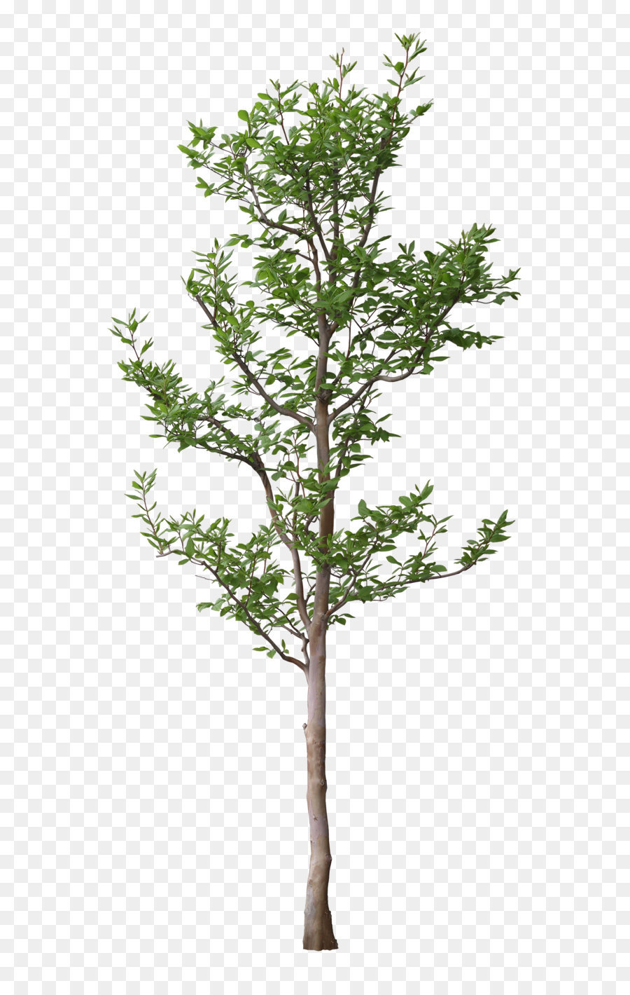 tree texture png