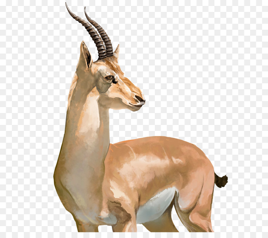 Impala, antilopi Tibetane Springbok Ghepardo - Acquerello antilope Tibetana