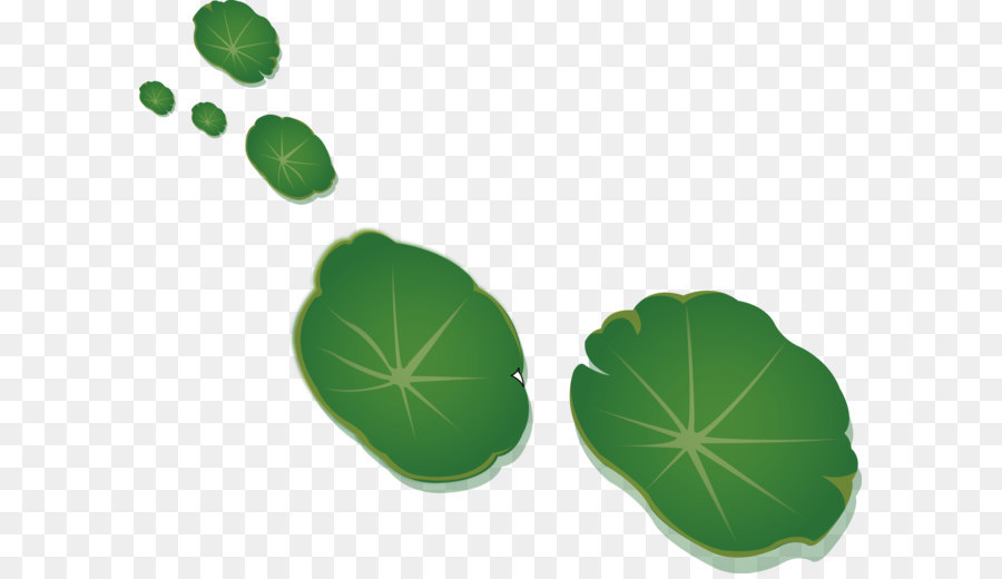 Foglia di Loto Nelumbo nucifera effetto - verde foglia di loto