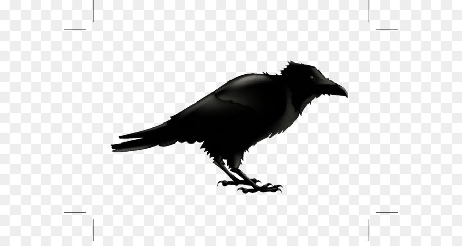 Corvo imperiale Silhouette fotografia di Stock, Illustrazione - Nero cartoon uccello